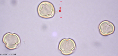 ISEM 1/Zollernia_ilicifolia_28909/Zollernia_ilicifolia_28909_0001(copy)_thumb.jpg